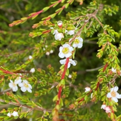 Baeckea gunniana (Alpine Baeckea) at Tennent, ACT - 1 Jan 2024 by Tapirlord