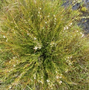 Baeckea gunniana at Namadgi National Park - 1 Jan 2024