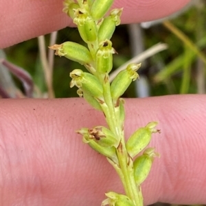 Microtis unifolia at Namadgi National Park - suppressed