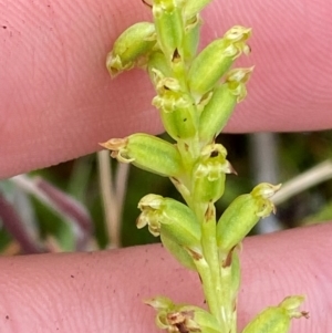 Microtis unifolia at Namadgi National Park - suppressed