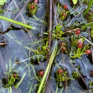 Myriophyllum lophatum at Namadgi National Park - 1 Jan 2024