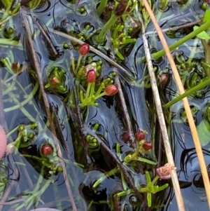 Myriophyllum lophatum at Namadgi National Park - 1 Jan 2024