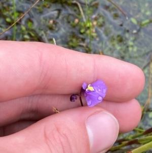 Utricularia dichotoma at Namadgi National Park - 1 Jan 2024