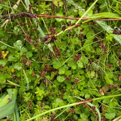 Gonocarpus micranthus subsp. micranthus (Creeping Raspwort) at Tennent, ACT - 1 Jan 2024 by Tapirlord