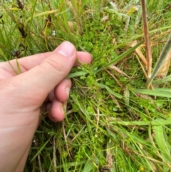 Asperula gunnii (Mountain Woodruff) at Tennent, ACT - 1 Jan 2024 by Tapirlord