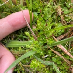 Asperula gunnii at Namadgi National Park - 1 Jan 2024