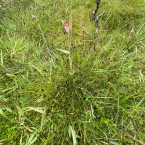 Schoenus apogon at Namadgi National Park - 1 Jan 2024