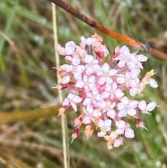 Trachymene humilis subsp. humilis (Alpine Trachymene) at Tennent, ACT - 1 Jan 2024 by Tapirlord