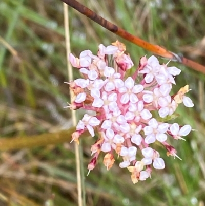 Trachymene humilis subsp. humilis (Alpine Trachymene) at Namadgi National Park - 1 Jan 2024 by Tapirlord