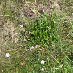 Trachymene humilis subsp. humilis at Namadgi National Park - 1 Jan 2024