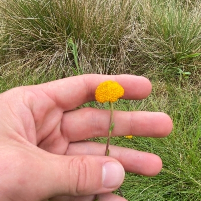 Craspedia crocata (Crimson Billy Buttons) at Tennent, ACT - 1 Jan 2024 by Tapirlord