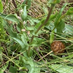 Craspedia crocata at Namadgi National Park - suppressed