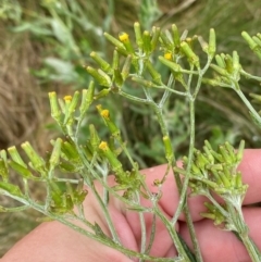 Senecio gunnii (Mountains Fireweed) at Tennent, ACT - 1 Jan 2024 by Tapirlord