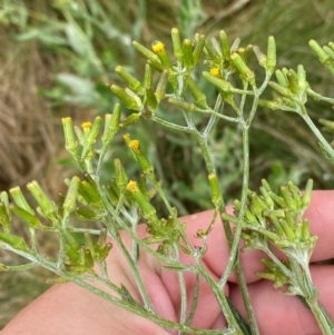 Senecio gunnii at Namadgi National Park - 1 Jan 2024 11:48 AM