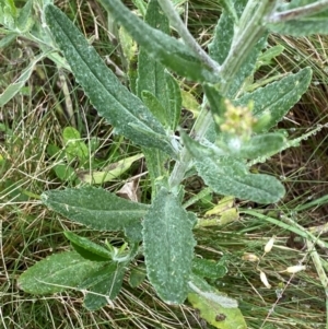 Senecio gunnii at Namadgi National Park - 1 Jan 2024 11:48 AM