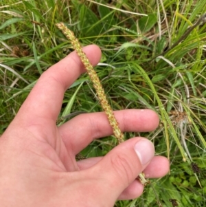 Plantago antarctica at Namadgi National Park - 1 Jan 2024