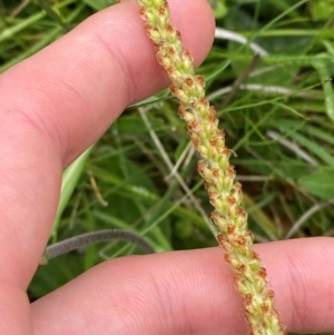 Plantago antarctica at Namadgi National Park - 1 Jan 2024