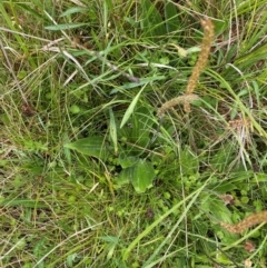 Plantago antarctica at Namadgi National Park - 1 Jan 2024