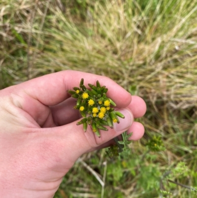 Senecio distalilobatus (Distal-lobe Fireweed) at Tennent, ACT - 1 Jan 2024 by Tapirlord