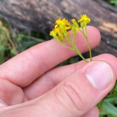 Senecio linearifolius var. latifolius at Cotter River, ACT - 1 Jan 2024 by Tapirlord