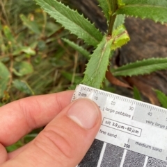 Senecio linearifolius var. latifolius at Namadgi National Park - 1 Jan 2024