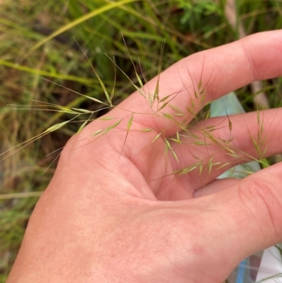 Dichelachne rara (Plume Grass) at Cotter River, ACT - 1 Jan 2024 by Tapirlord