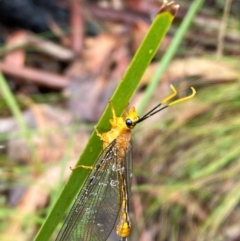 Nymphes myrmeleonoides (Blue eyes lacewing) at Namadgi National Park - 1 Jan 2024 by Tapirlord