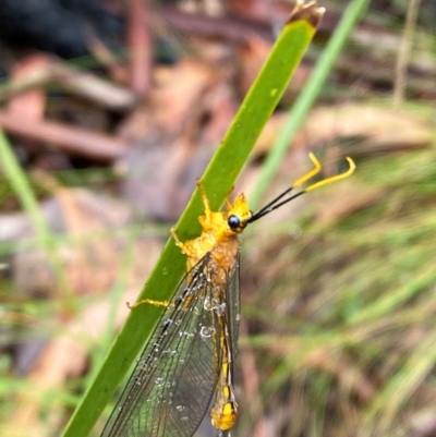 Nymphes myrmeleonoides (Blue eyes lacewing) at Cotter River, ACT - 1 Jan 2024 by Tapirlord