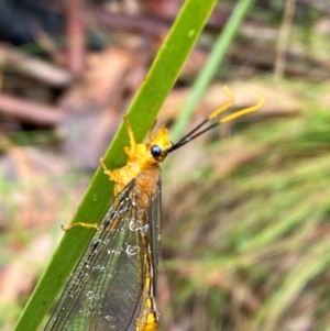 Nymphes myrmeleonoides at Namadgi National Park - 1 Jan 2024 11:24 AM