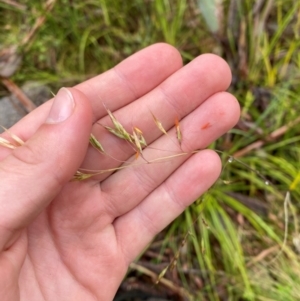 Rytidosperma pallidum at Namadgi National Park - 1 Jan 2024 11:21 AM