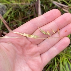 Rytidosperma pallidum at Namadgi National Park - 1 Jan 2024 11:21 AM