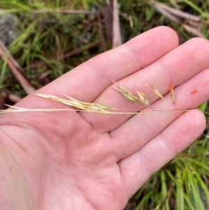 Rytidosperma pallidum at Namadgi National Park - 1 Jan 2024 11:21 AM