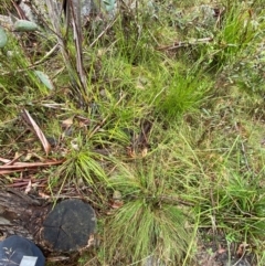 Rytidosperma pallidum at Namadgi National Park - 1 Jan 2024 11:21 AM