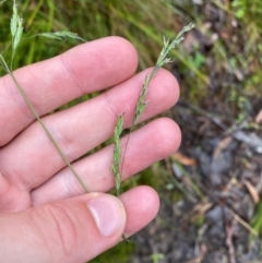 Hookerochloa eriopoda (Snow Fescue) at Namadgi National Park - 1 Jan 2024 by Tapirlord