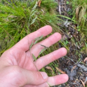 Hookerochloa eriopoda at Namadgi National Park - 1 Jan 2024 11:19 AM