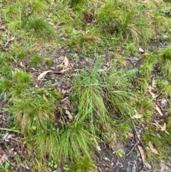 Hookerochloa eriopoda at Namadgi National Park - 1 Jan 2024 11:19 AM