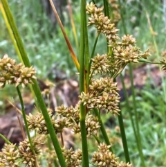 Juncus vaginatus (Clustered Rush) at Namadgi National Park - 1 Jan 2024 by Tapirlord