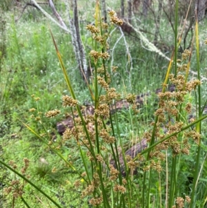 Juncus vaginatus at Namadgi National Park - 1 Jan 2024