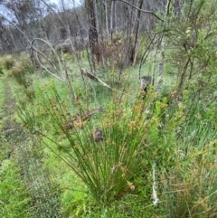 Juncus vaginatus at Namadgi National Park - 1 Jan 2024