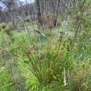 Juncus vaginatus at Namadgi National Park - 1 Jan 2024