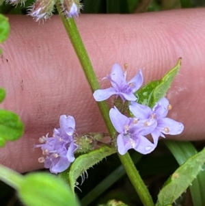 Mentha diemenica at Namadgi National Park - 1 Jan 2024 11:11 AM