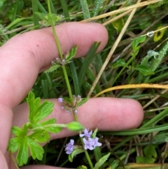 Mentha diemenica at Namadgi National Park - 1 Jan 2024 11:11 AM