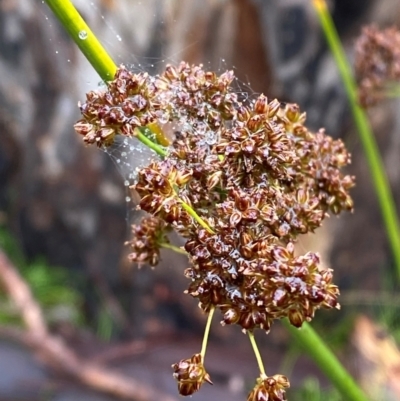 Juncus phaeanthus (Dark-flower Rush) at Tharwa, ACT - 1 Jan 2024 by Tapirlord