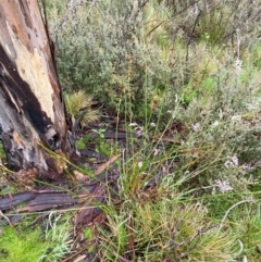 Juncus phaeanthus at Namadgi National Park - 1 Jan 2024 11:08 AM