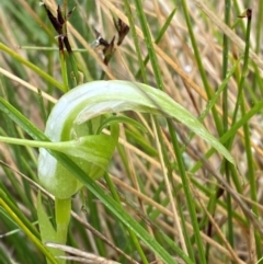 Pterostylis falcata (Sickle Greenhood) at Tharwa, ACT - 1 Jan 2024 by Tapirlord