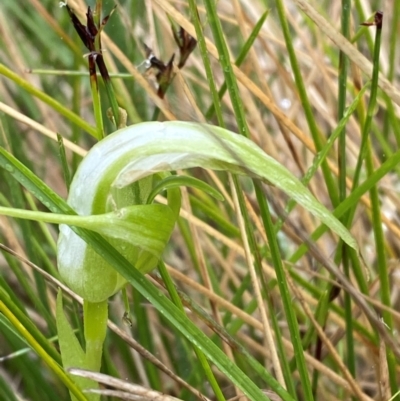 Pterostylis falcata (Sickle Greenhood) at Namadgi National Park - 1 Jan 2024 by Tapirlord