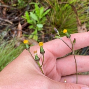 Senecio lageniformis at Namadgi National Park - 1 Jan 2024 11:05 AM