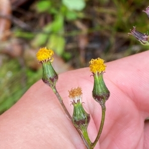 Senecio lageniformis at Namadgi National Park - 1 Jan 2024 11:05 AM