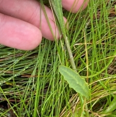 Senecio lageniformis at Namadgi National Park - 1 Jan 2024