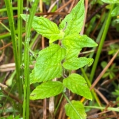 Mentha laxiflora (Forest Mint) at Tharwa, ACT - 31 Dec 2023 by Tapirlord